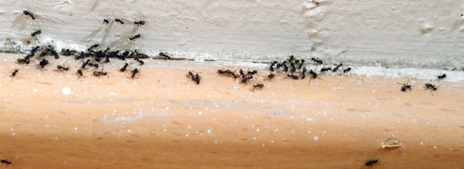 Ant Infestation