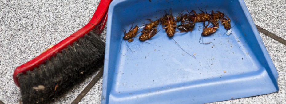 Dead Roaches in Dustpan